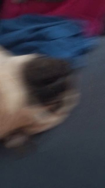мопс спит без задних ног