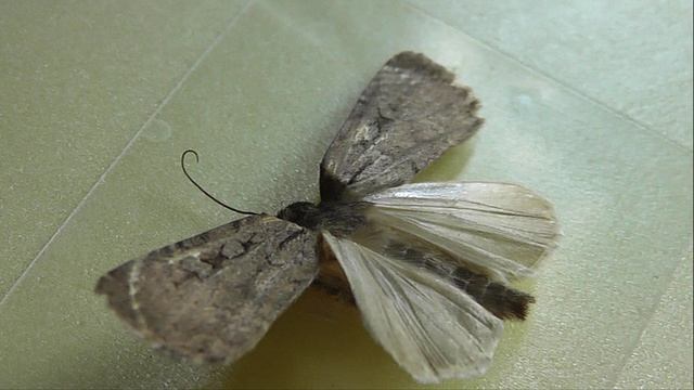 Euxoa Temera (совка чёрнопятнистая)