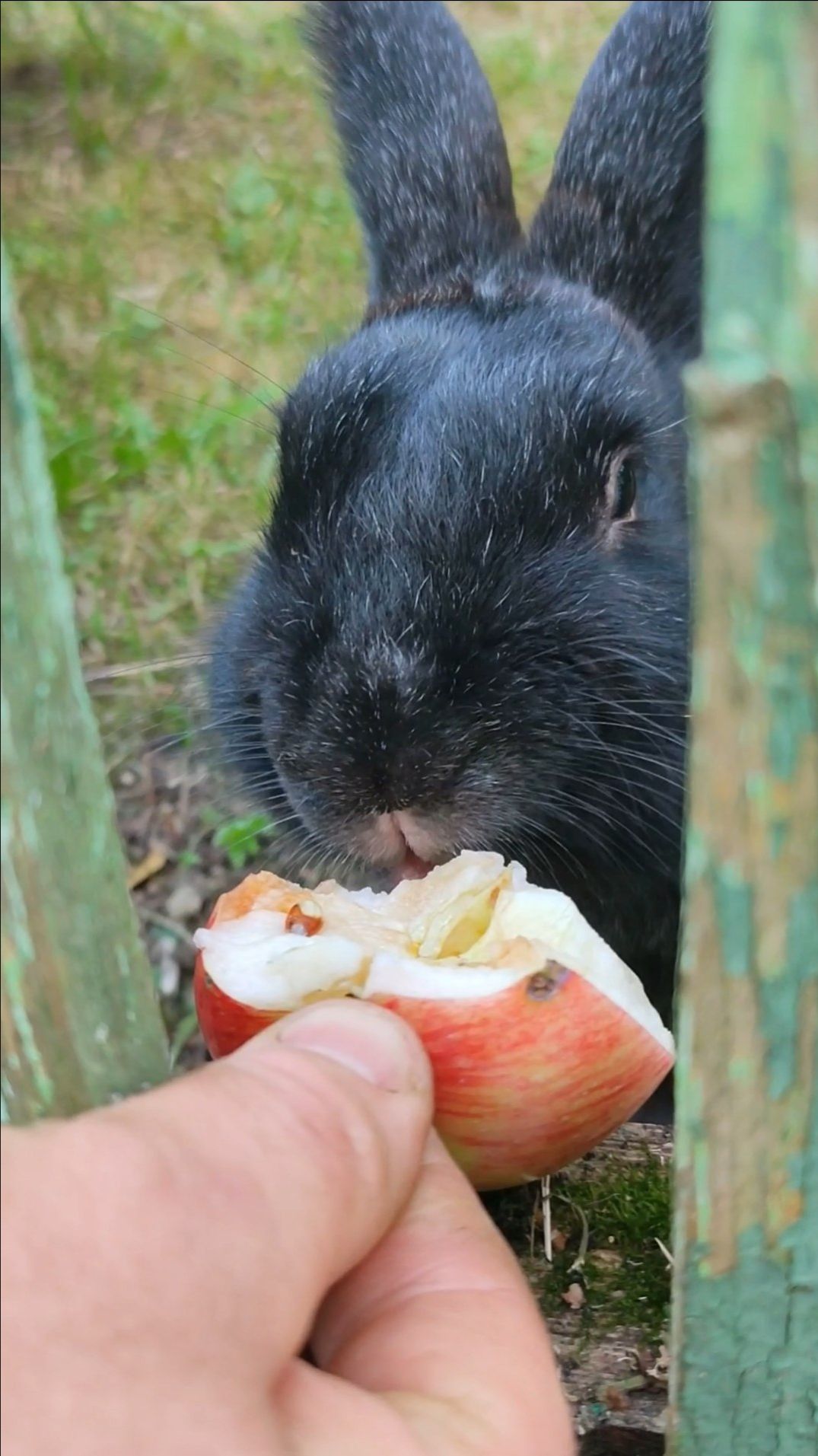 ПОКОРМИЛИ БЕГЛЕЦА!!!!