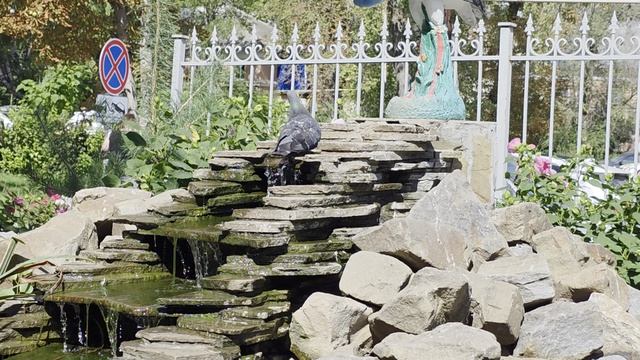 Голуби у маленького водопада