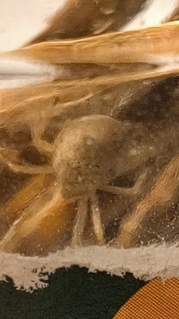 мой паук🕷️🕸️