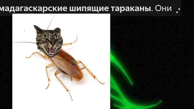 мадагаскарские шипящие тараканы мем