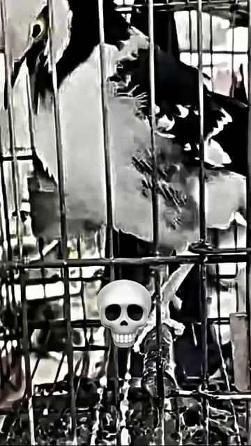 Dark Side Of Nature