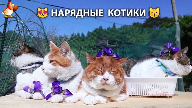 Нарядные Котики дома и на солнышке 🌞 🐈🐈🐈 (24)