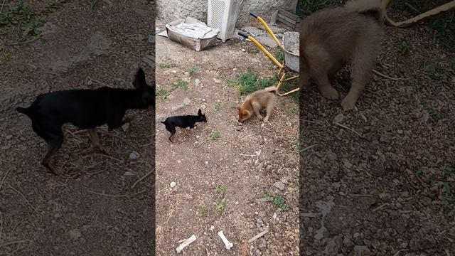 во дворе в огороде Марс 4