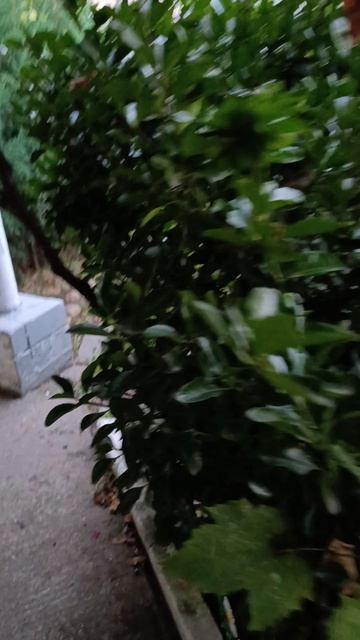 Приближается потихоньку осень