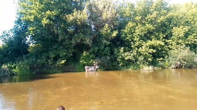 А вы знали что коровы любят купаться?