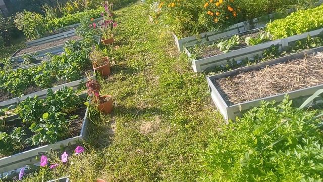 Жаркие дни. 24.08.26г.