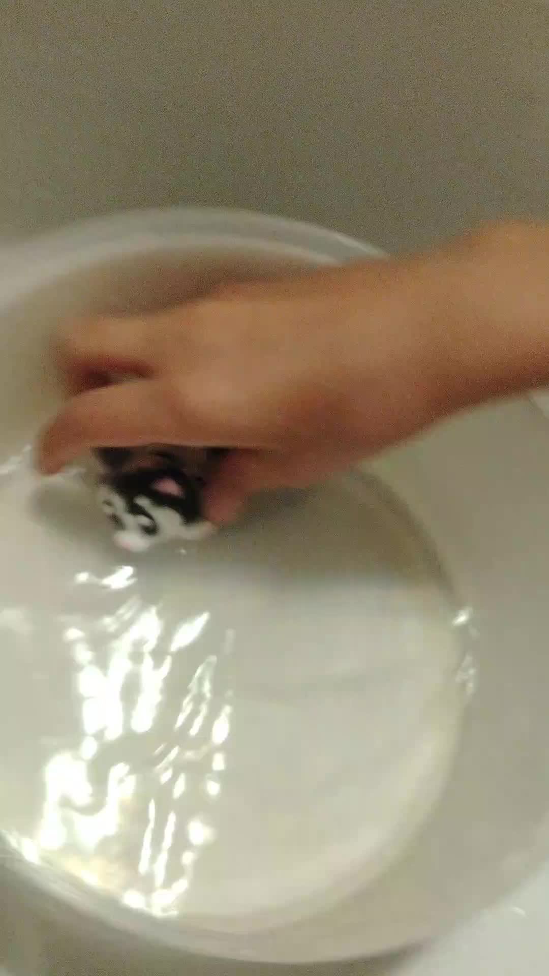 трансляция в воде