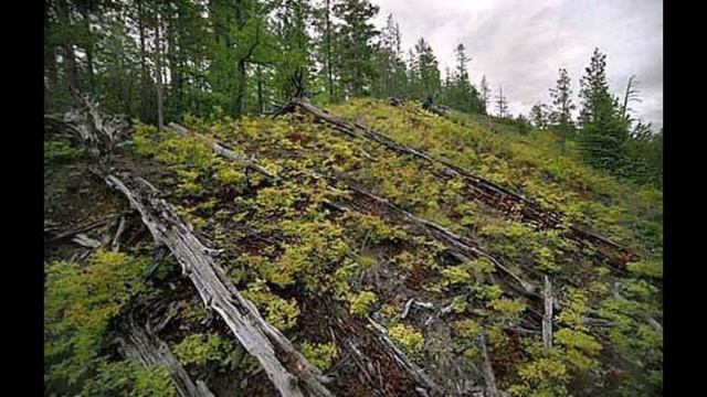 Новосибирский СКИФ поможет учёным разгадать тайну Тунгусского метеорита