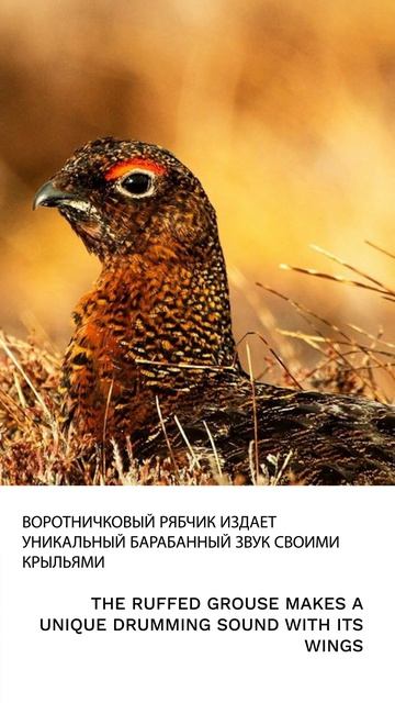 Рябчик
