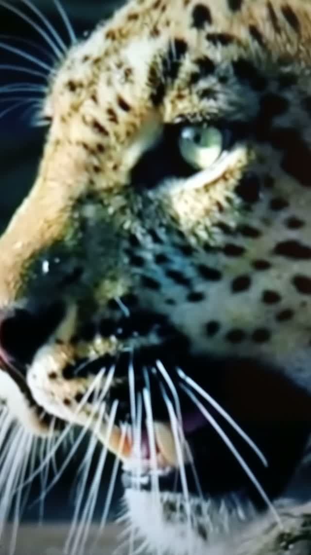 Ягуары сражаются с крокодилами😯#Shorts