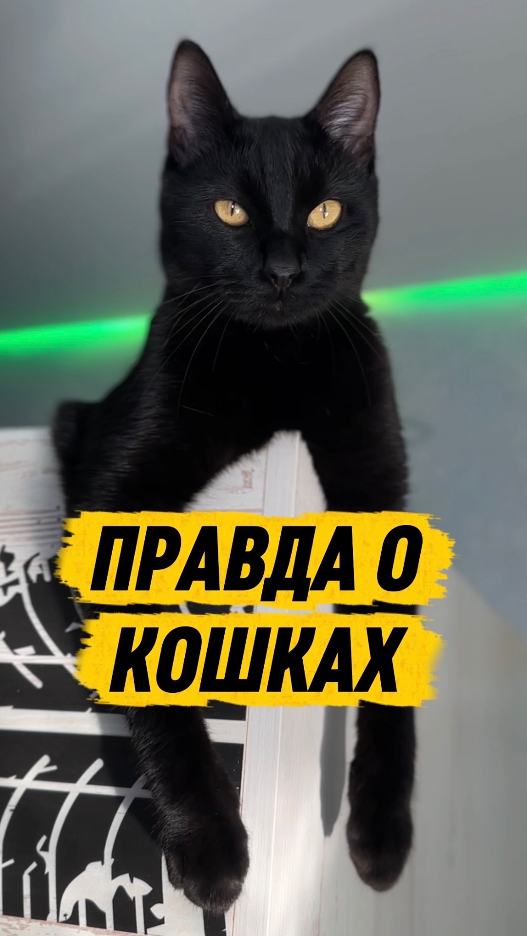 НЕВЕРОЯТНАЯ ПРАВДА О КОШКАХ 🙀 #кот #кошка #котики #животные #факты