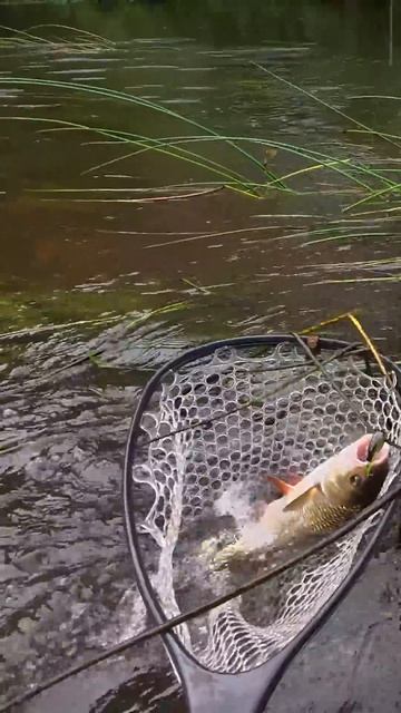Вот ради чего мы встаём в 4 утра! #shorts #chub #jackall #fishing #голавль #рыбалка #спиннинг