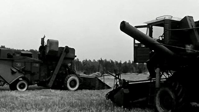 1975 год. Тюменский район. Уборка ржи