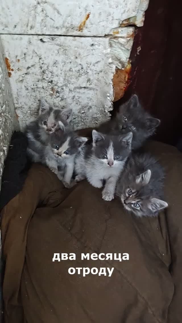 бездомные котята остались без мамки на металлоприёмке