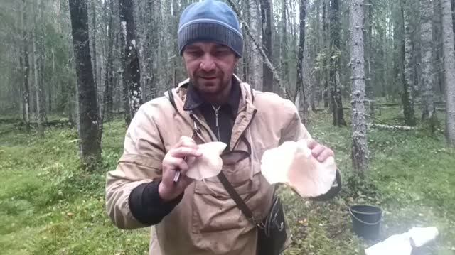 Солёный Груздь пора собирать . конце августа должно быть все виды