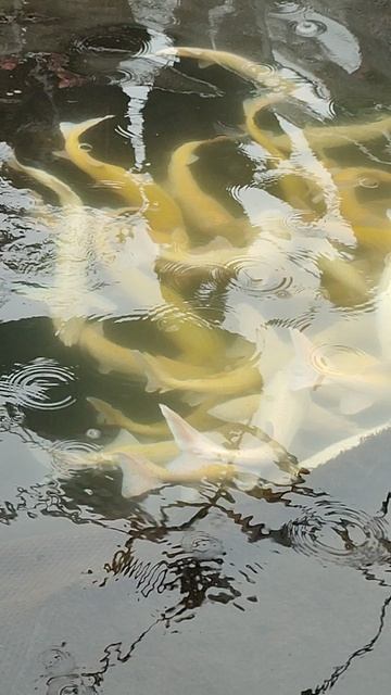 VID_20260405_101814
