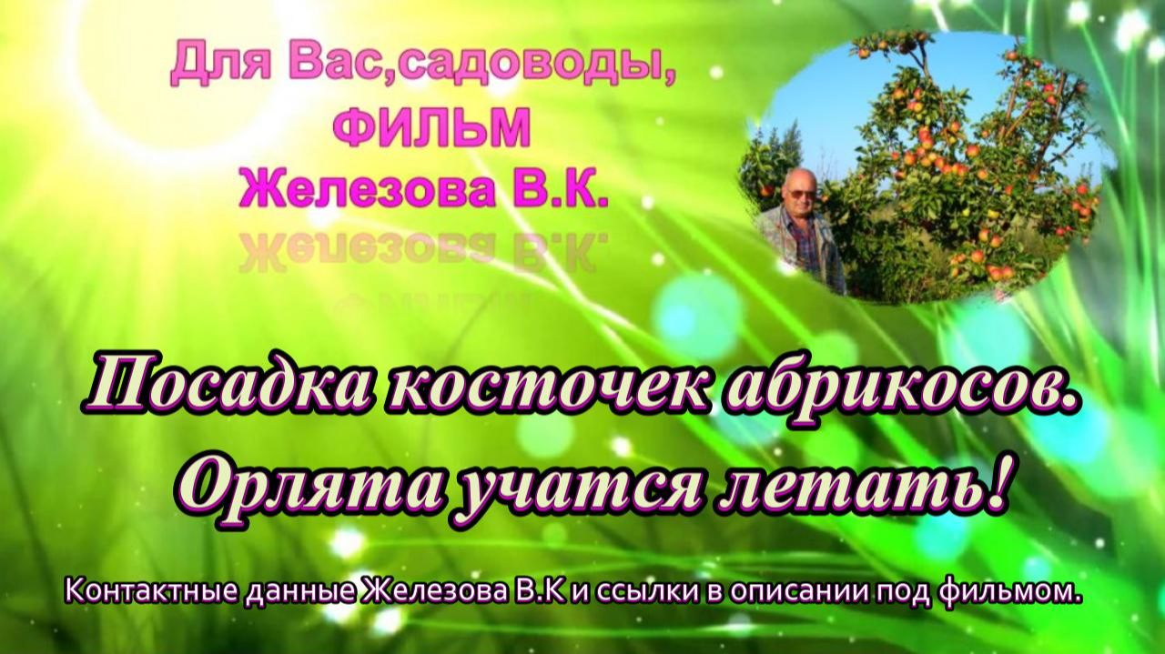Посадка косточек абрикосов. Орлята учатся летать!