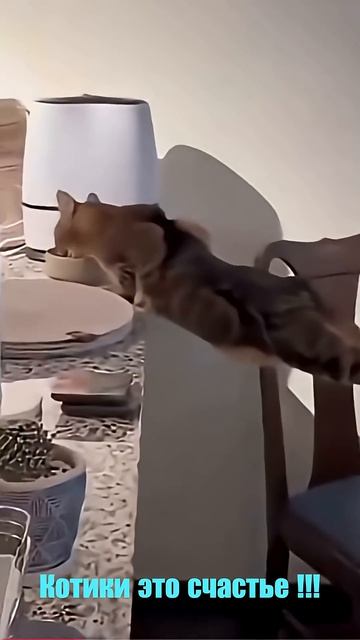 Удивительные животные !!! #юмор #кошки