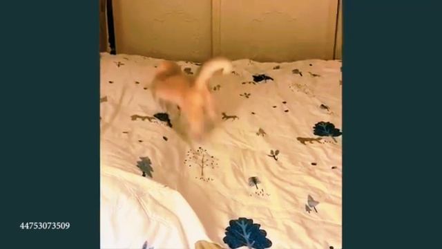 ПРИКОЛЫ с КОШКАМИ 😹 FUNNY CATS 🤣😹