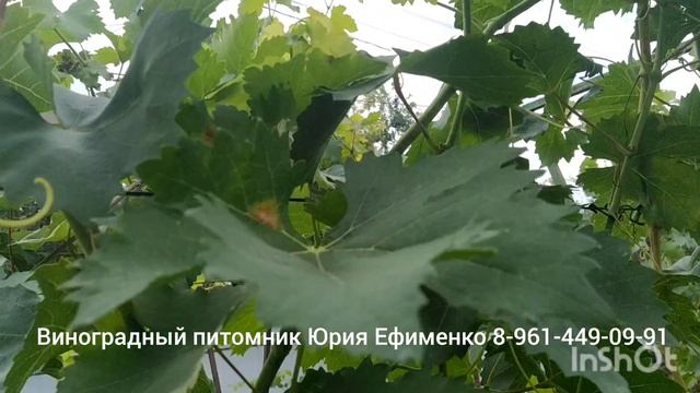 прививки новых сортов и гибридных форм винограда