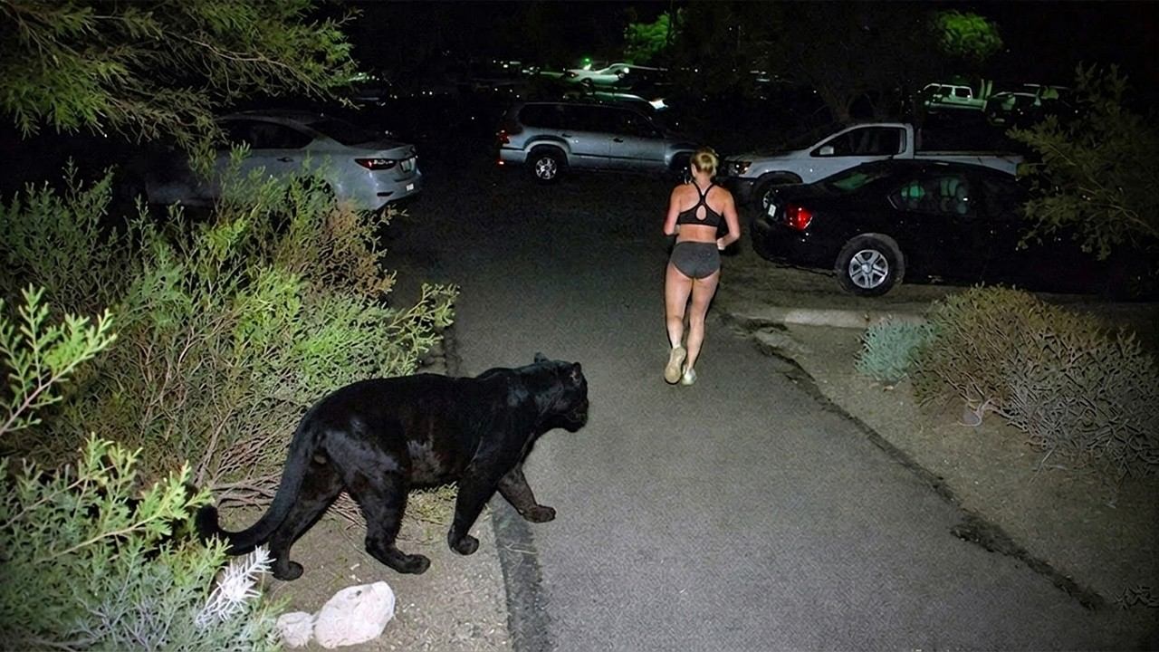 Невероятные Встречи с Дикими Животными, Снятые на Камеру