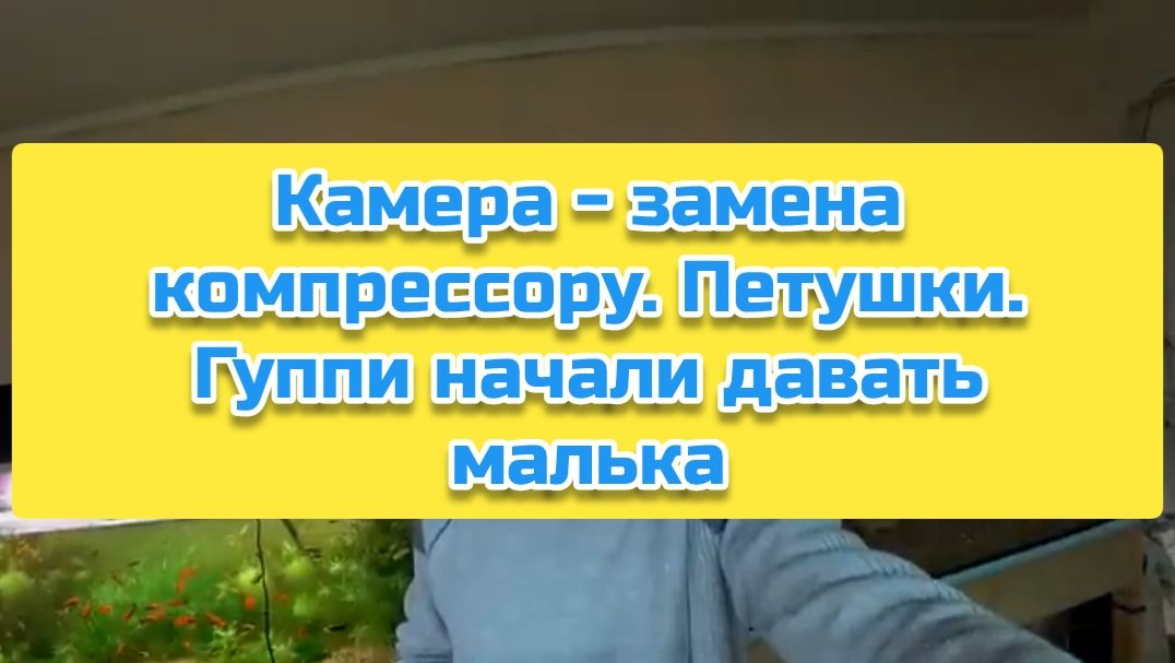 Камера - замена компрессору. Петушки. Гуппи начали давать малька