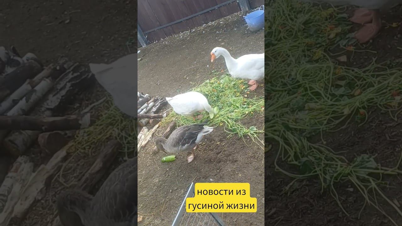 новости из гусиной жизни  #подворье #duck #goose #птицы #animals #birds #птички #гусь #гусьобнимусь