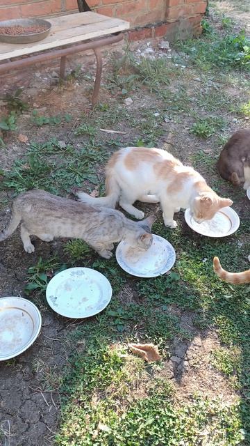 Кушаем за Ваше здоровье😺😻🐱👍