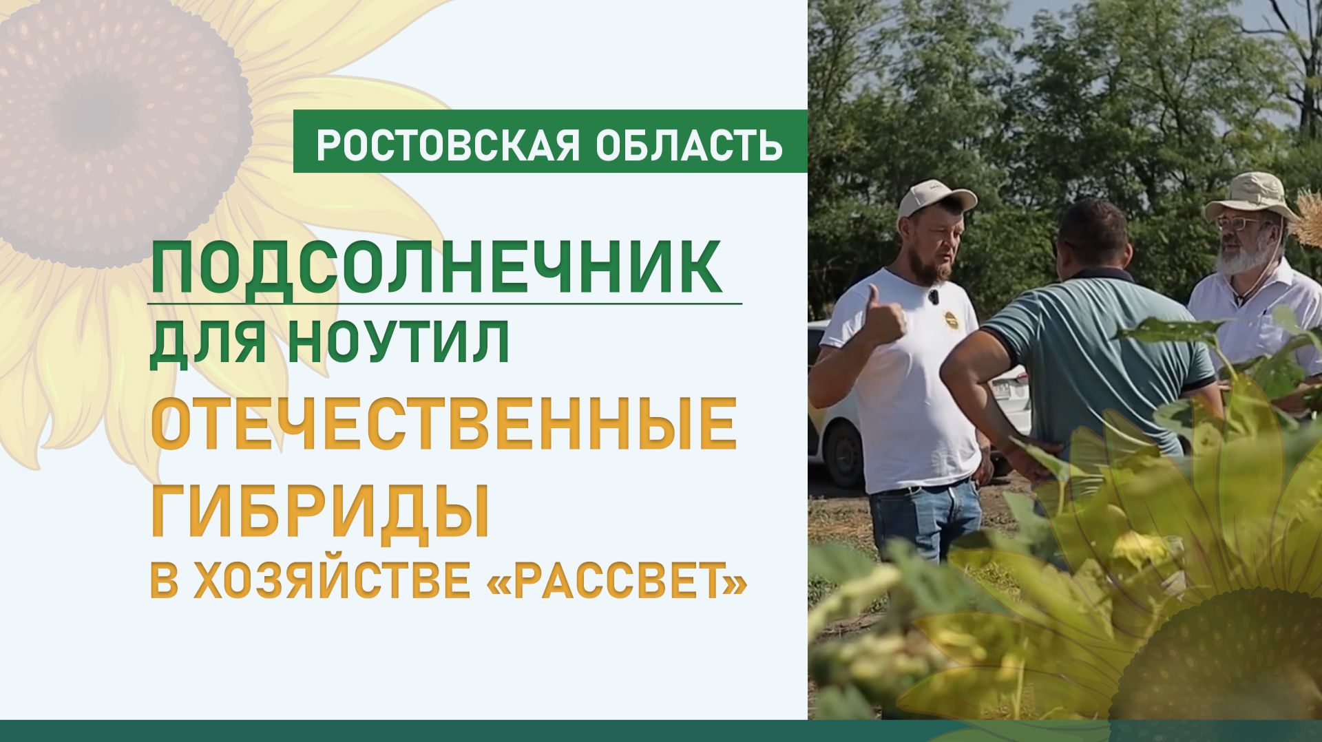 Подсолнечник для ноутил. Отечественные гибриды в хозяйстве «Рассвет» (Ростовская область)