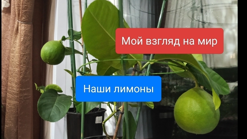Полезные цветы