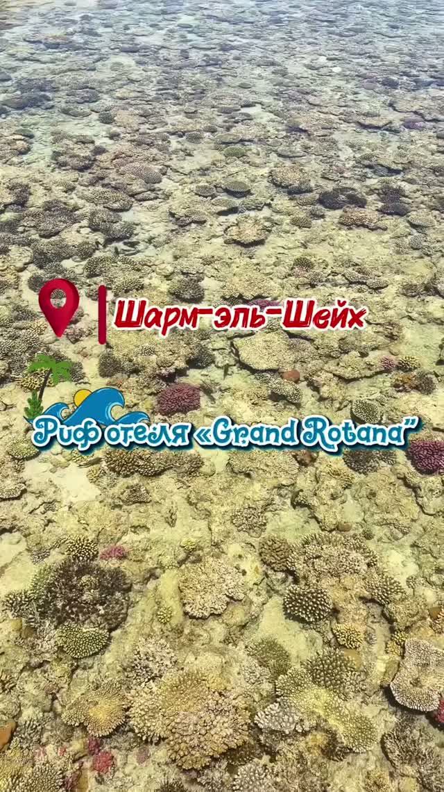 Риф отеля Grand Rotana. Шарм-эль-Шейх