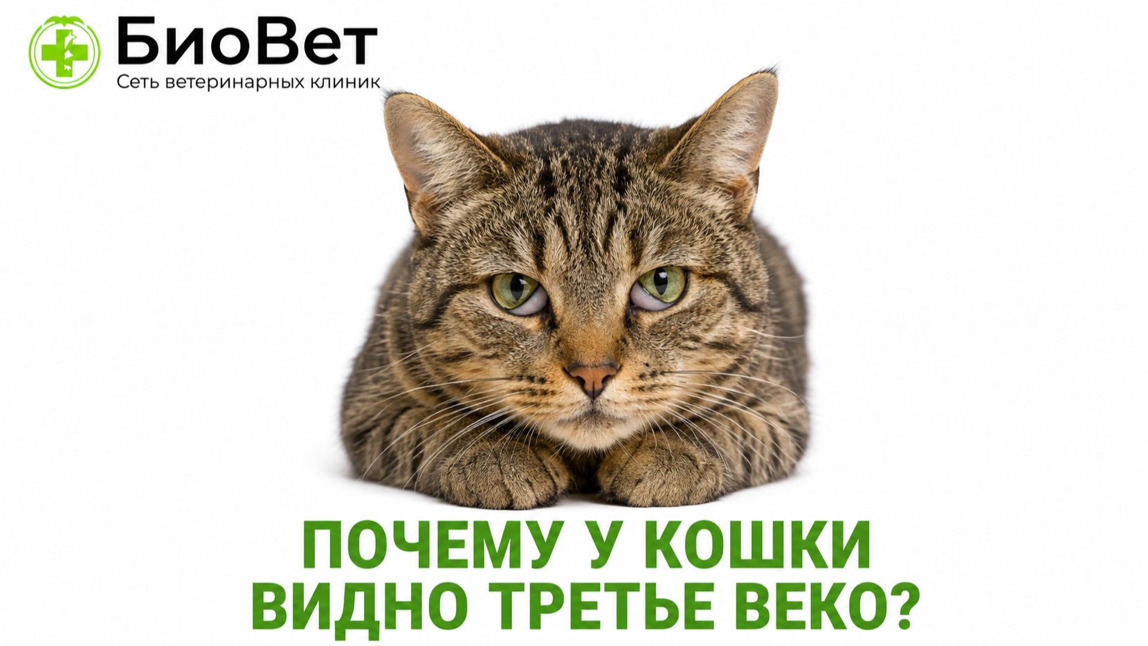 Почему у кошки видно третье веко_