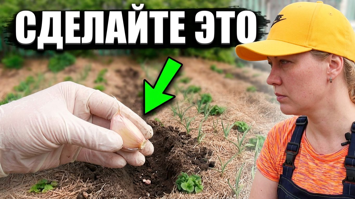 ЧЕСНОК