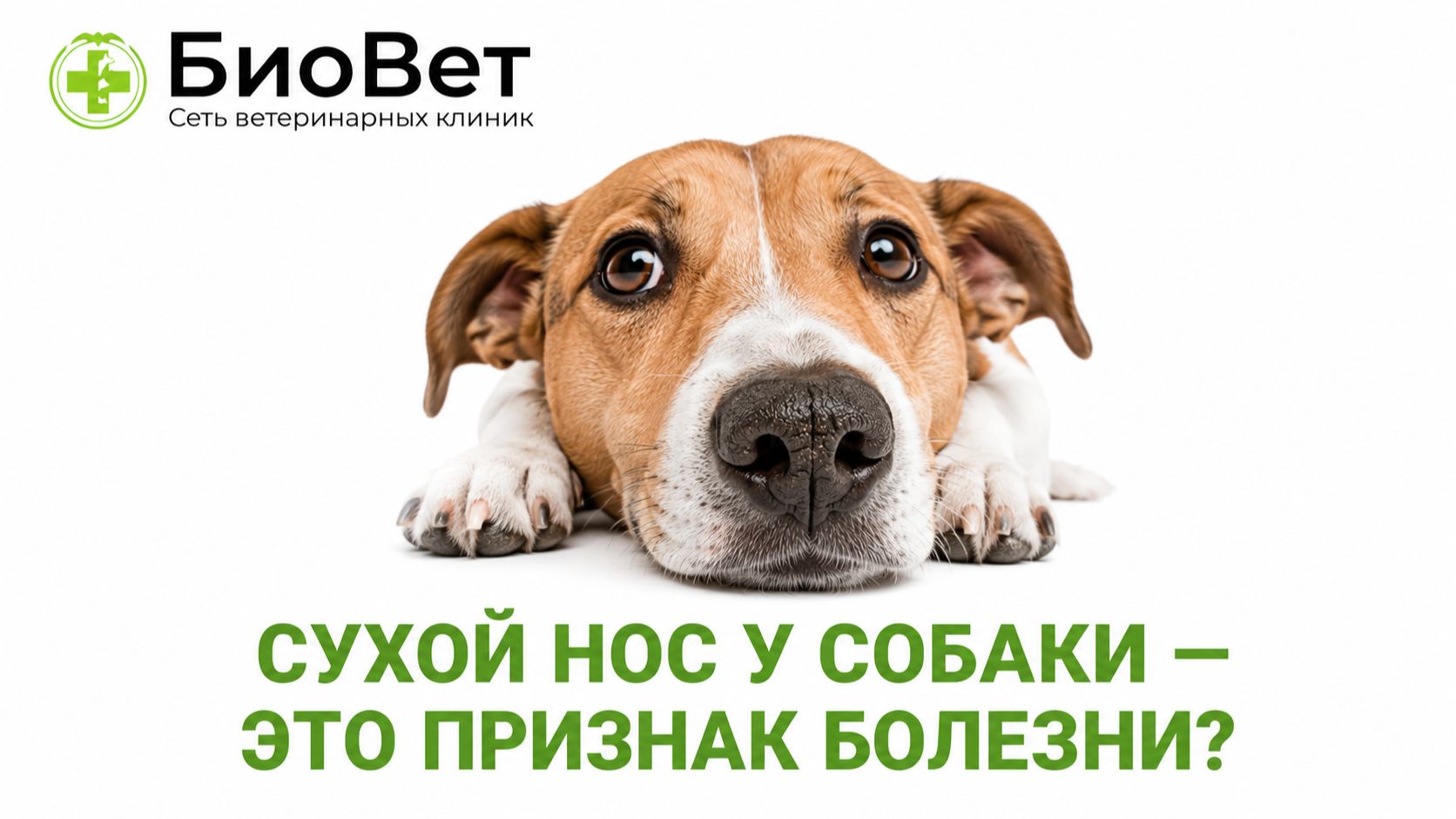 Сухой нос у собаки — это признак болезни_