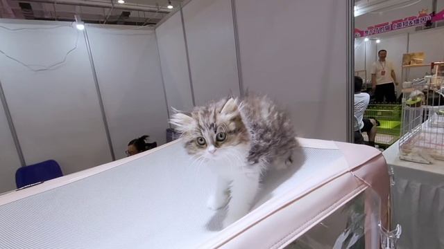 кошки A SCARED LITTLE KITTEN