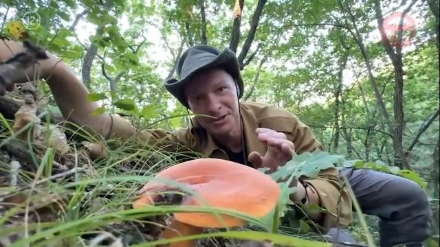 «По Уссурийскому краю». Грибы, дающие молоко.