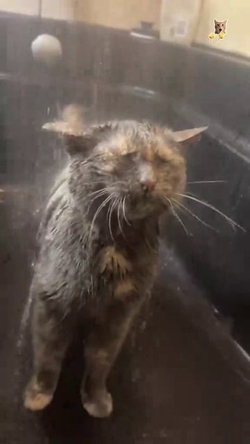котики в воде