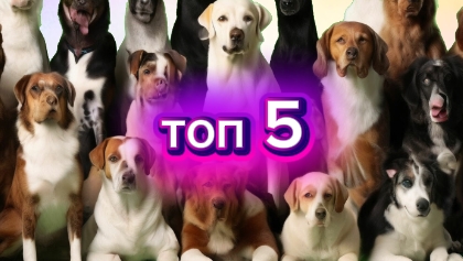 🐕топ 5 Моих САМЫХ ЛЮБИМЫХ пород Собак !🐶