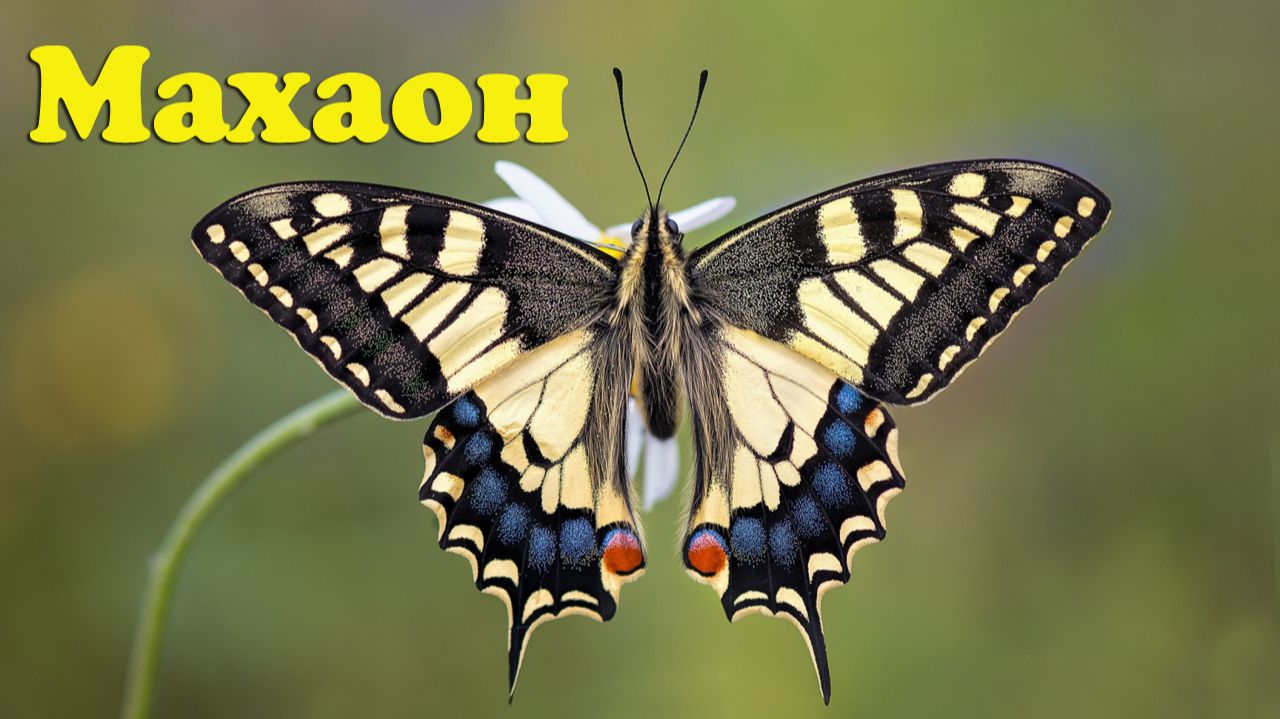Бабочки