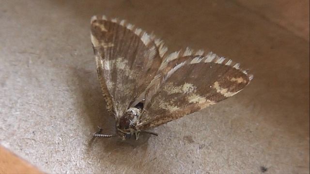 Narraga Fasciolaria