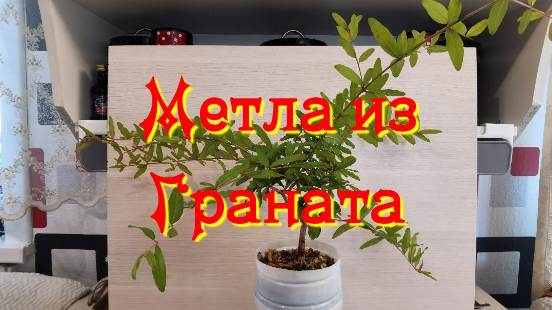 Бонсай из Граната стиль метла
