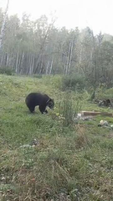 Охота на кабана, охота на медведя. Медведь вышел на лабаз, на кормушку для кабанов