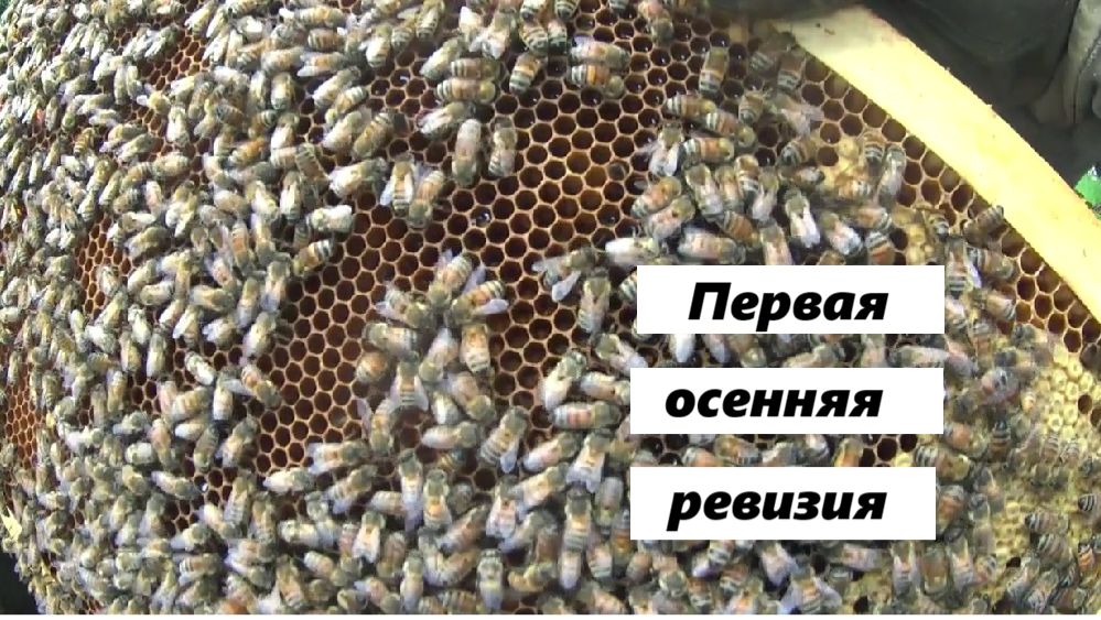Первая осенняя ревизия