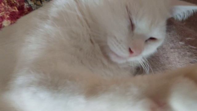 Гладим котика на гладильной доске. Лечим Снежу глазки.