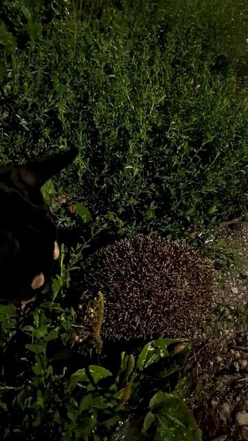 Рик и ёжик. 🐕🐕🦔🦔