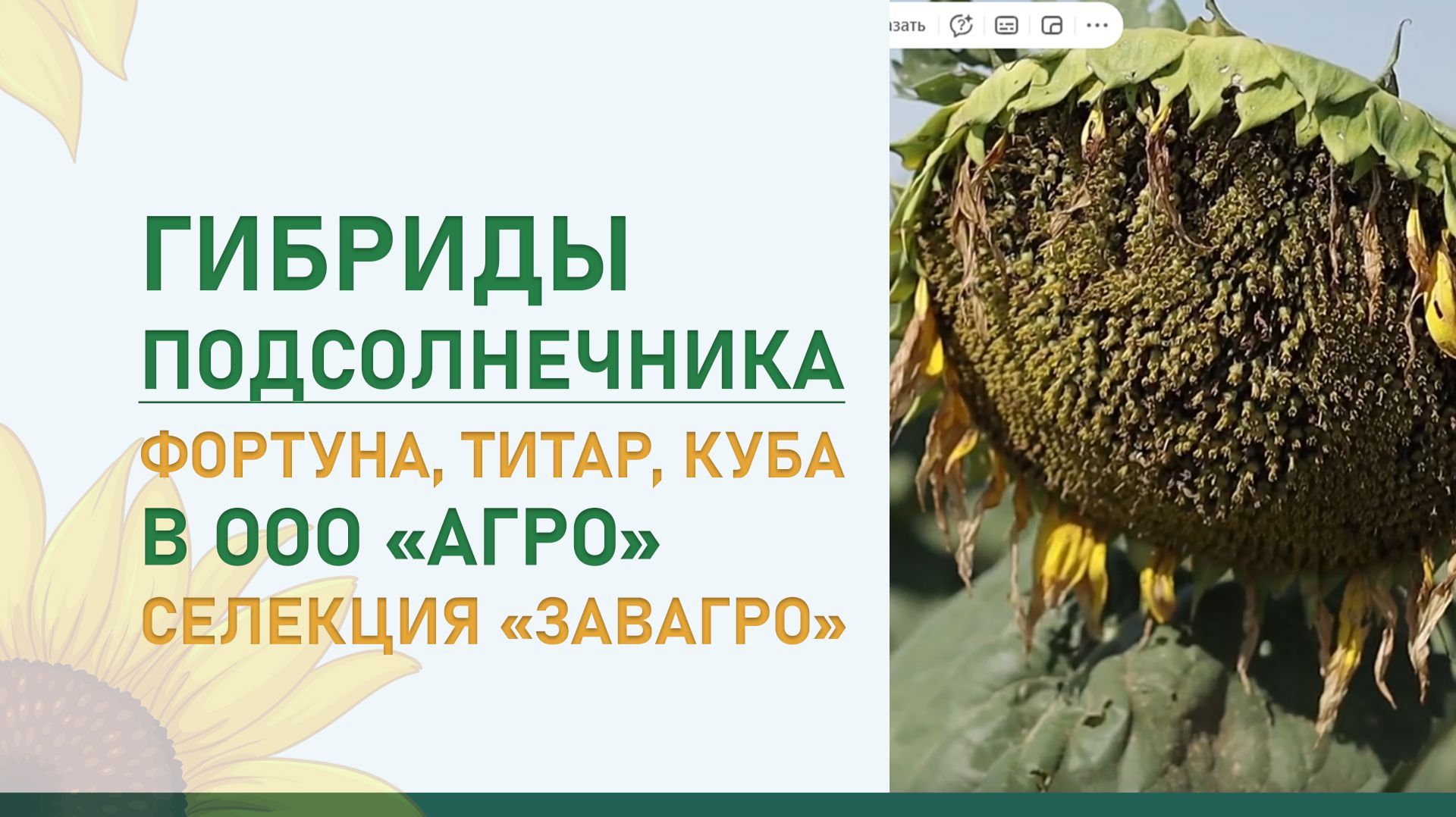 Гибриды подсолнечника Фортуна, Титар, Куба в ООО «Агро». Селекция «ЗавАгро»