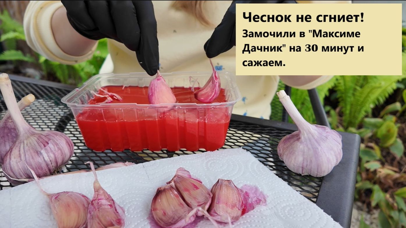 Обработка озимого чеснока Максим Дачник перед посадкой: инструкция от канала 