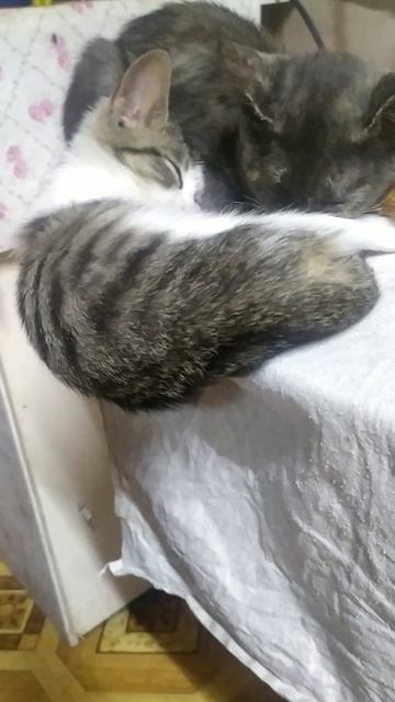 🐈забавные котята